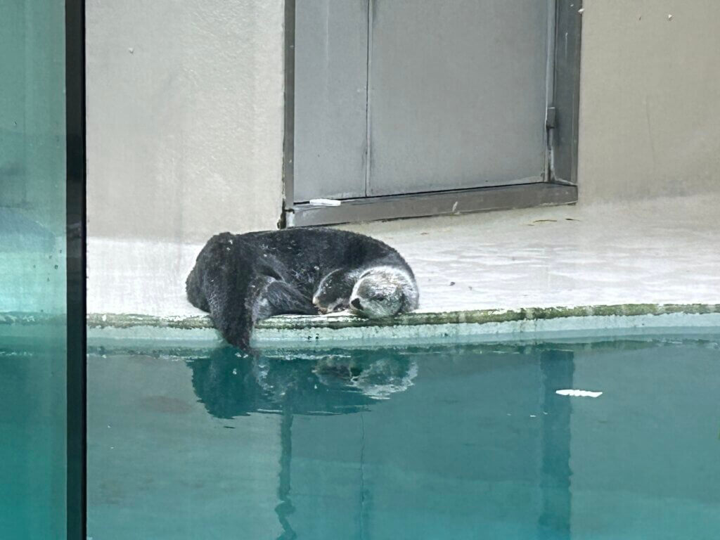 ラッコは朝の朝食後で寝んね